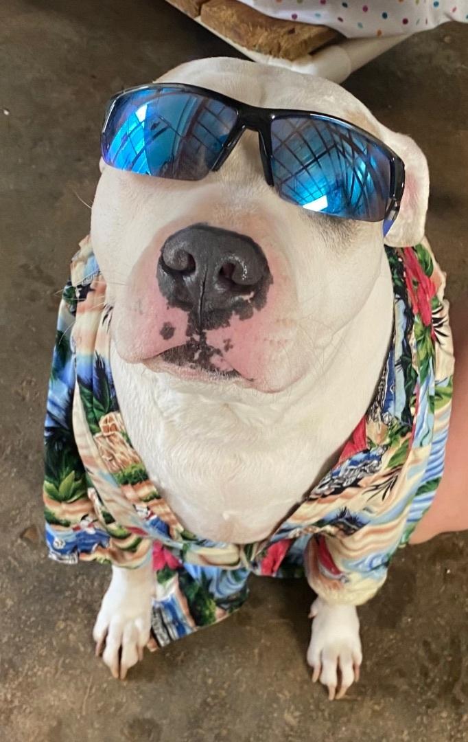 Enlarge Ramsey1, a Adoptable mixed breed in Ransomville, NY image 2/6