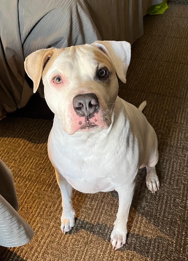 Enlarge Ramsey1, a Adoptable mixed breed in Ransomville, NY image 3/6