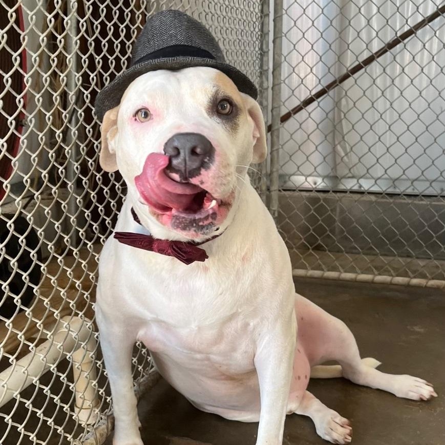 Ramsey1, Adoptable, Adult Male American Bulldog.