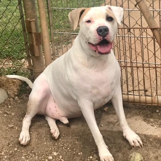 Enlarge Ramsey1, a Adoptable mixed breed in Ransomville, NY image 6/6