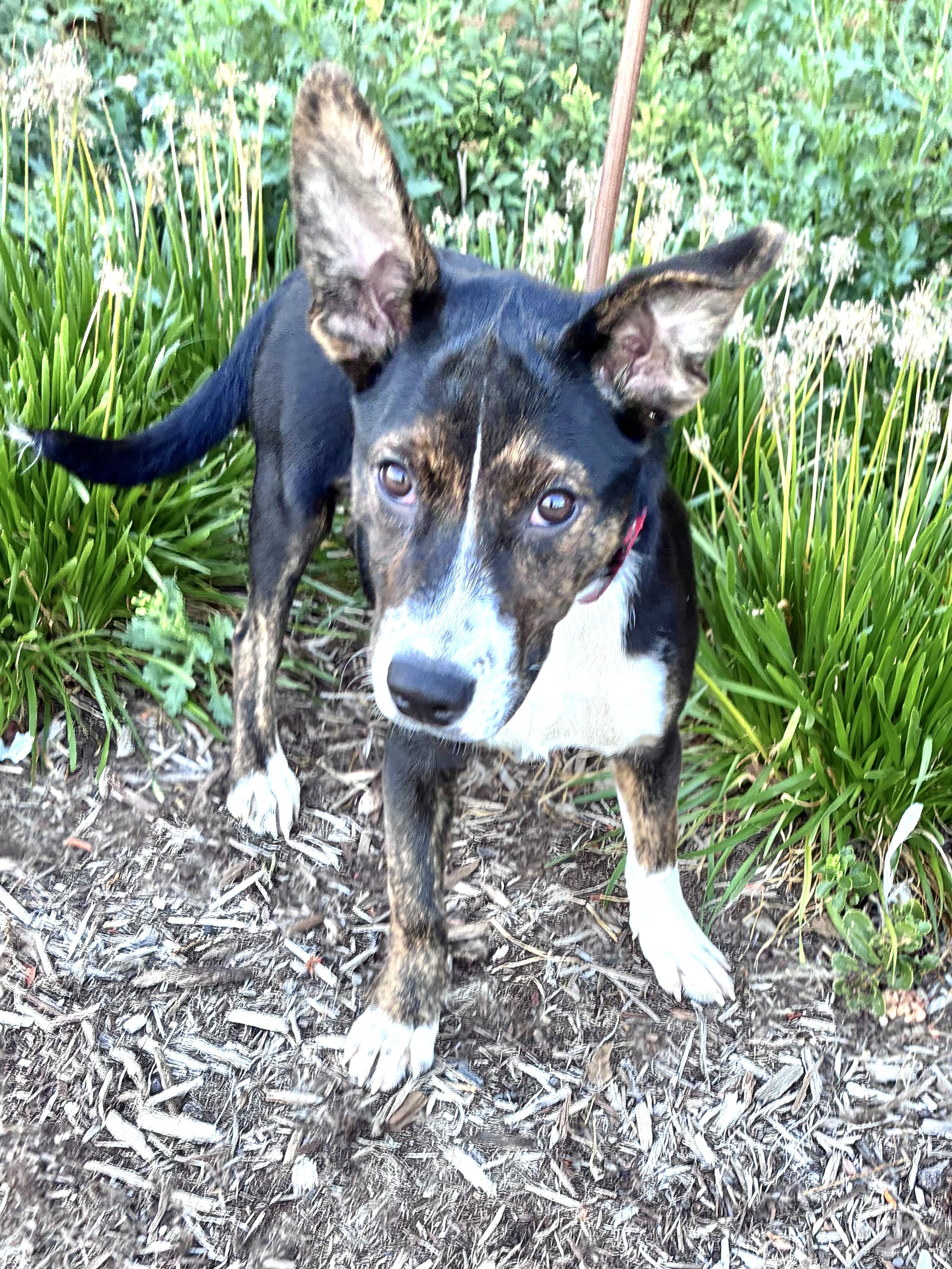 Enlarge Galina, a Adoptable mixed breed in West Chicago, IL image 1/3
