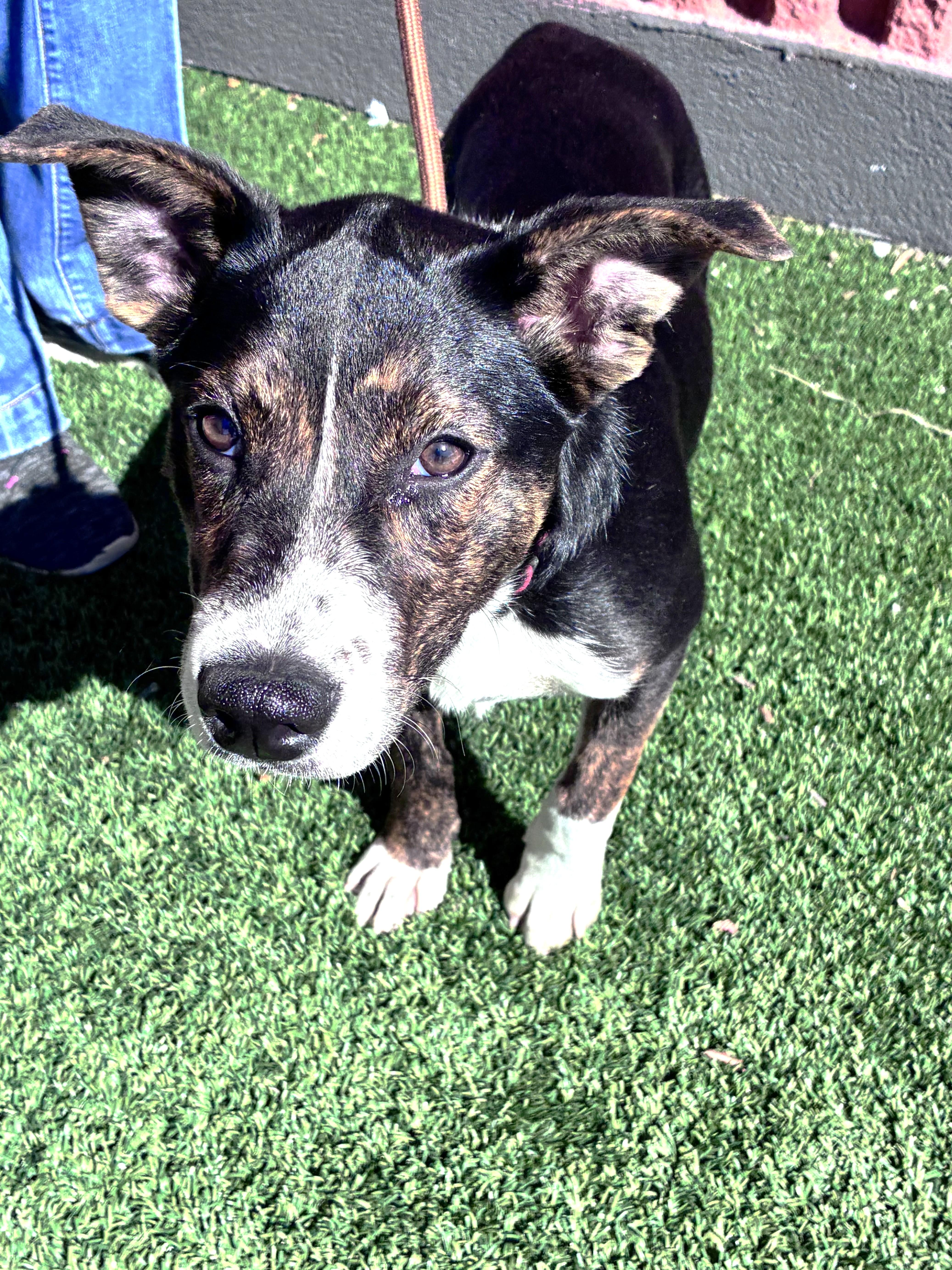 Enlarge Galina, a Adoptable mixed breed in West Chicago, IL image 2/3