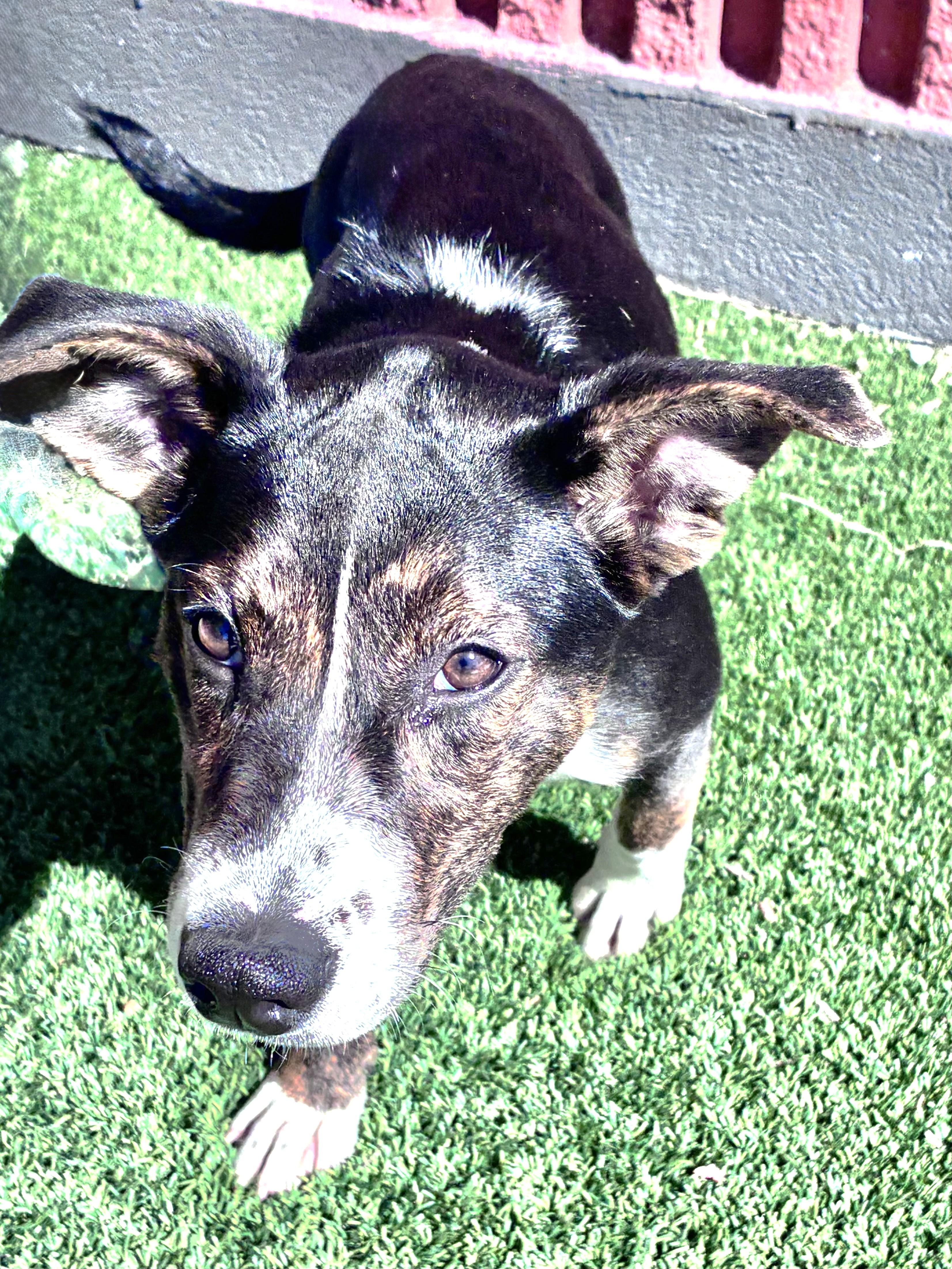Enlarge Galina, a Adoptable mixed breed in West Chicago, IL image 3/3