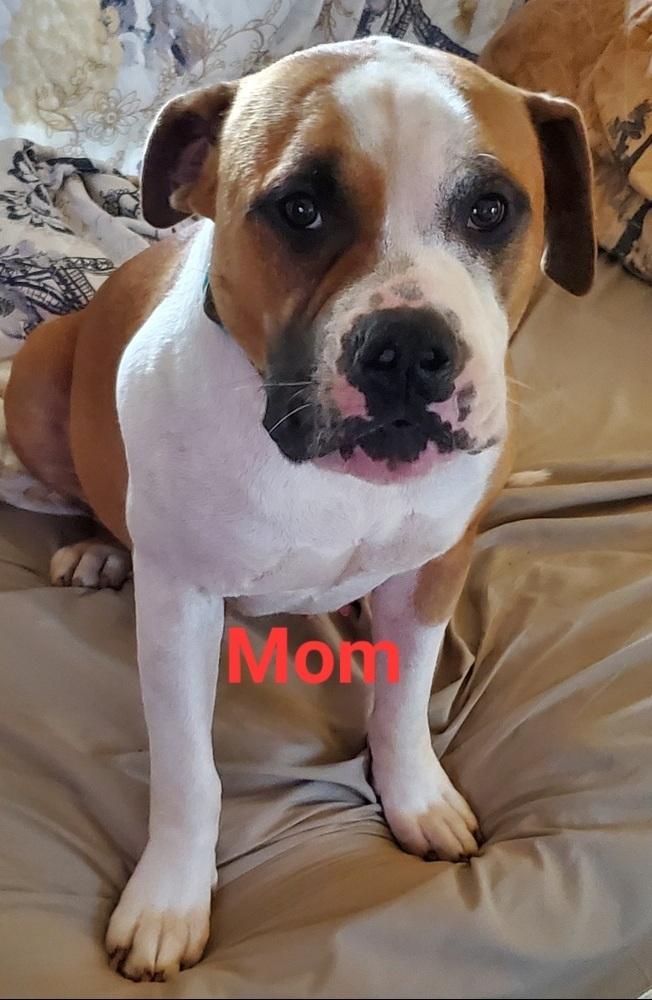 Enlarge Roger, a Adoptable mixed breed in Douglasville, GA image 2/6