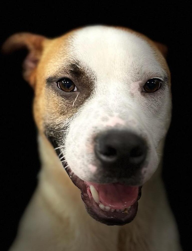 Roger, Adoptable, Adult Male Boxer & Terrier.