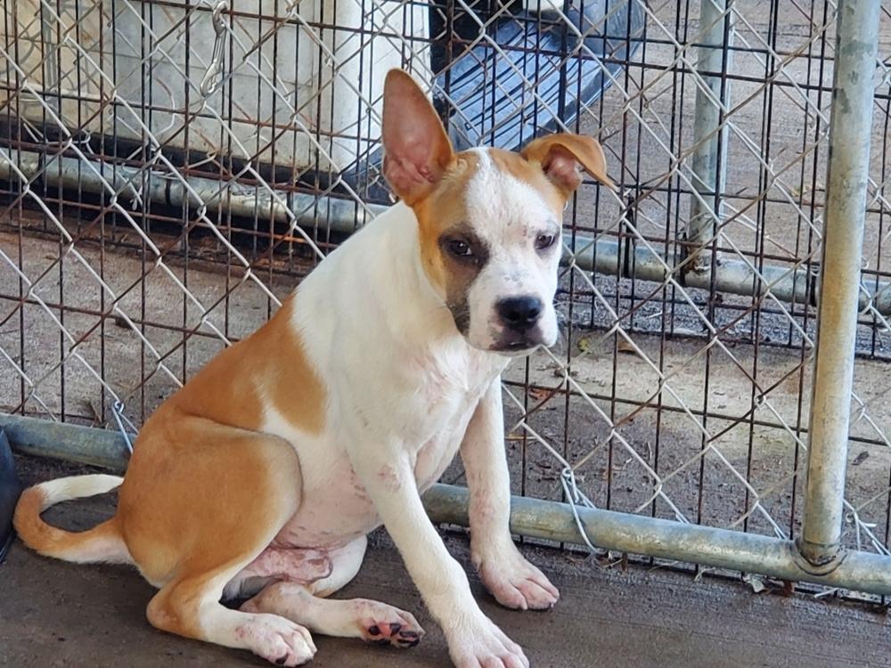 Enlarge Roger, a Adoptable mixed breed in Douglasville, GA image 3/6