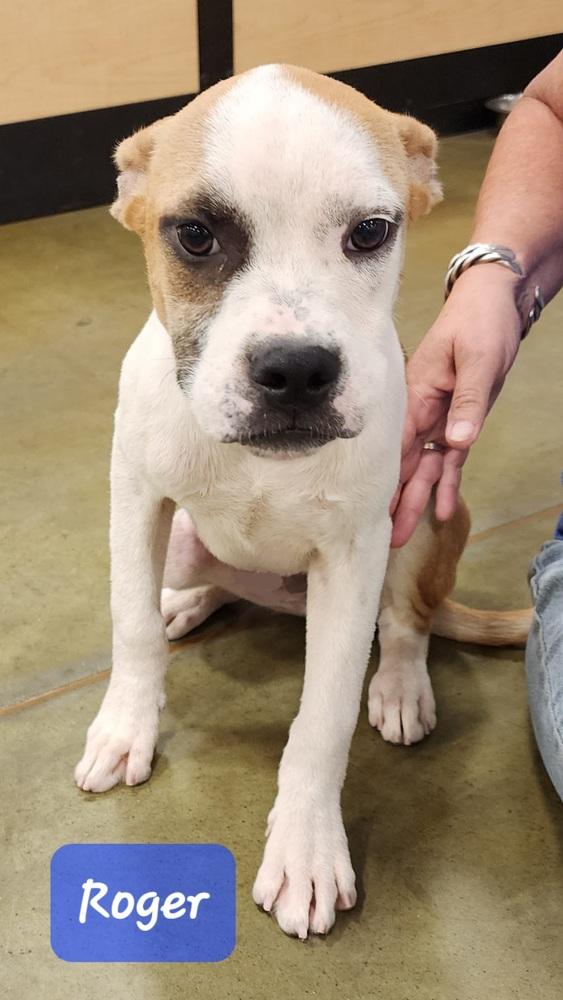 Enlarge Roger, a Adoptable mixed breed in Douglasville, GA image 4/6