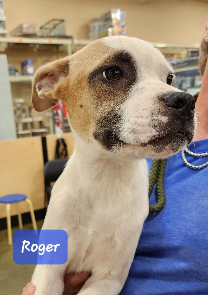 Enlarge Roger, a Adoptable mixed breed in Douglasville, GA image 5/6