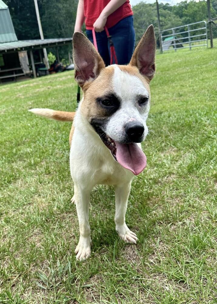 Enlarge Roger, a Adoptable mixed breed in Douglasville, GA image 6/6