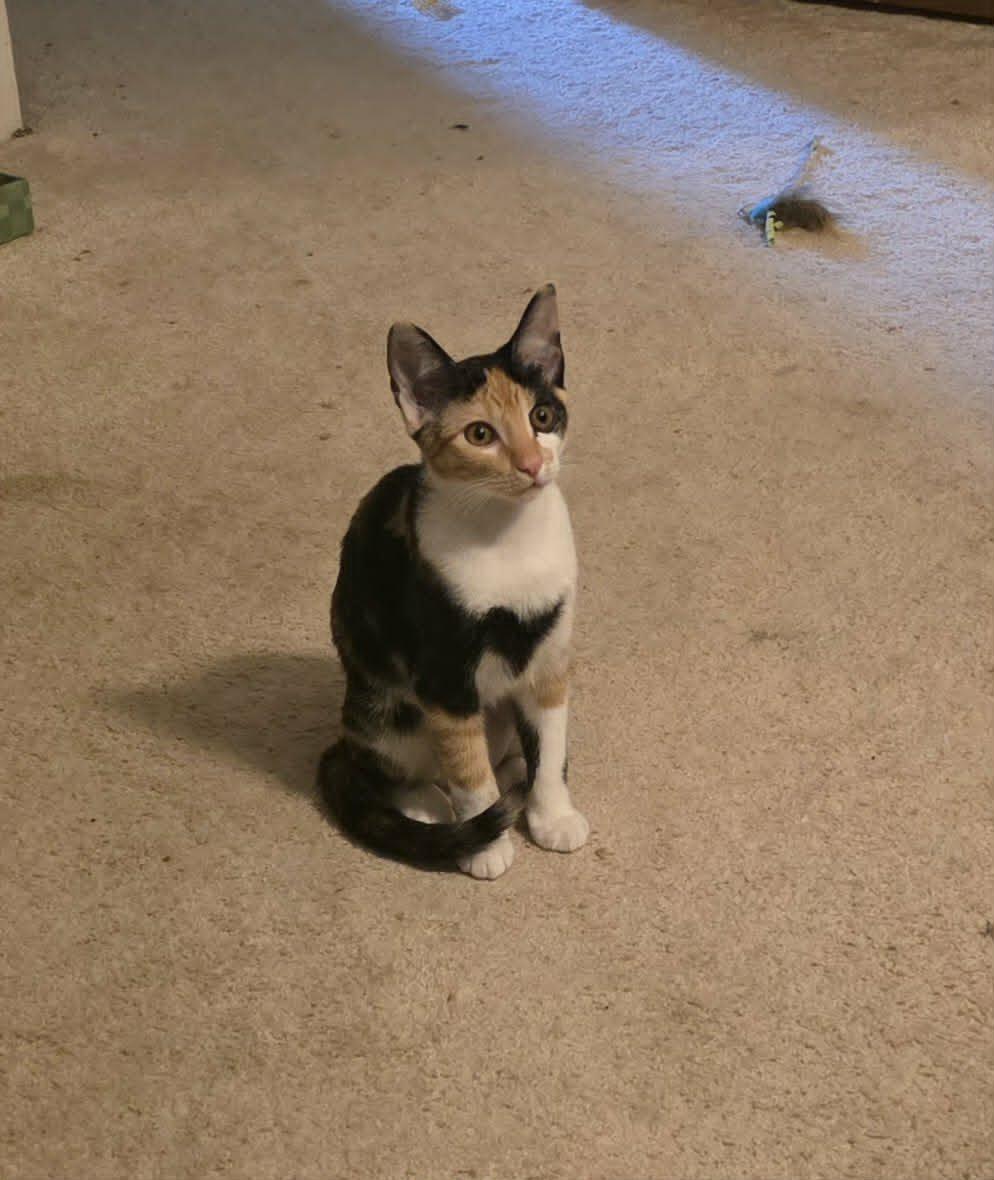 Gidget, Adoptable, Young Female Calico.