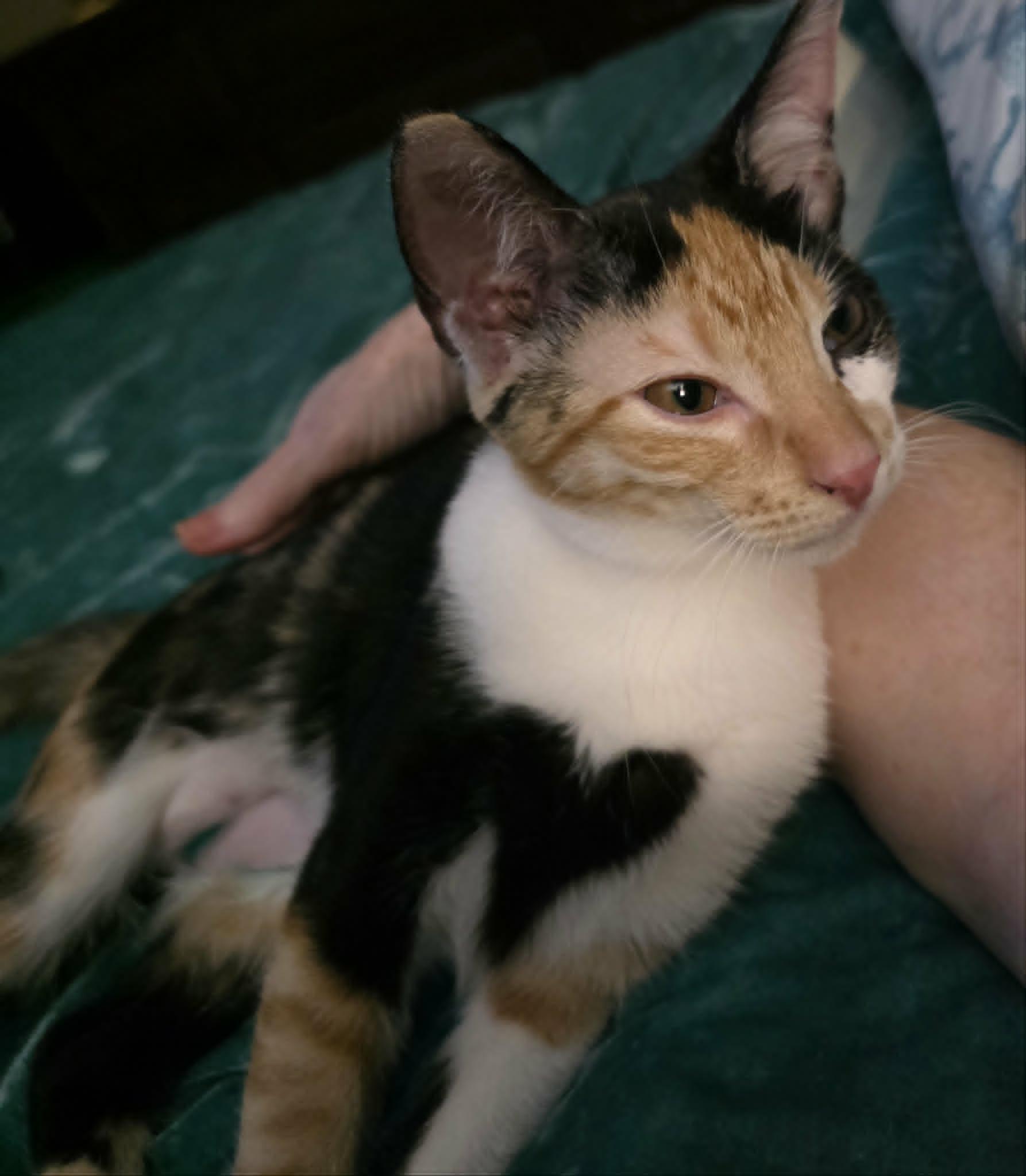 Enlarge Gidget, a Adoptable Calico in Mansfield, TX image 2/2