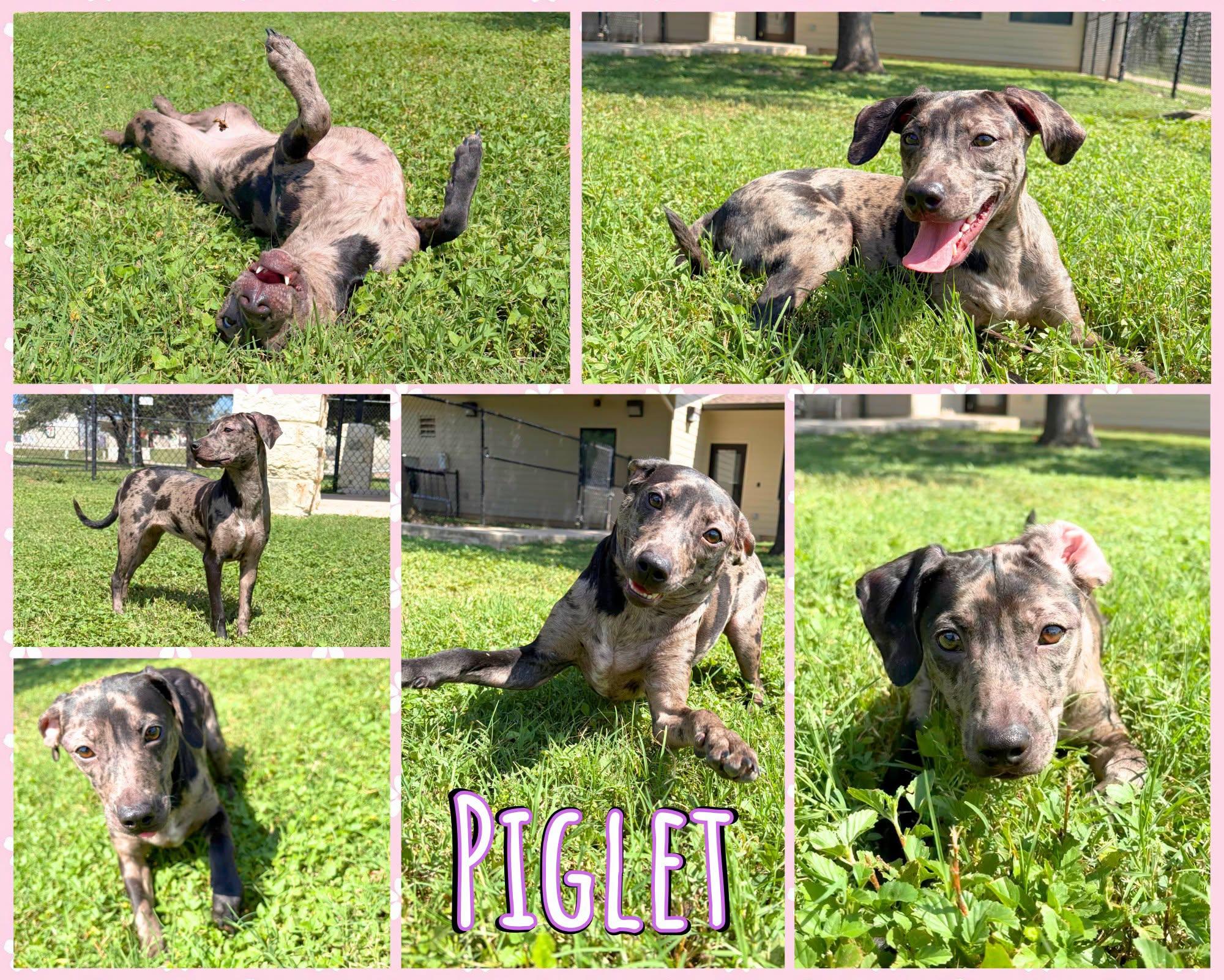 Enlarge Piglet, a ADOPTABLE mixed breed in Universal City, TX image 1/1
