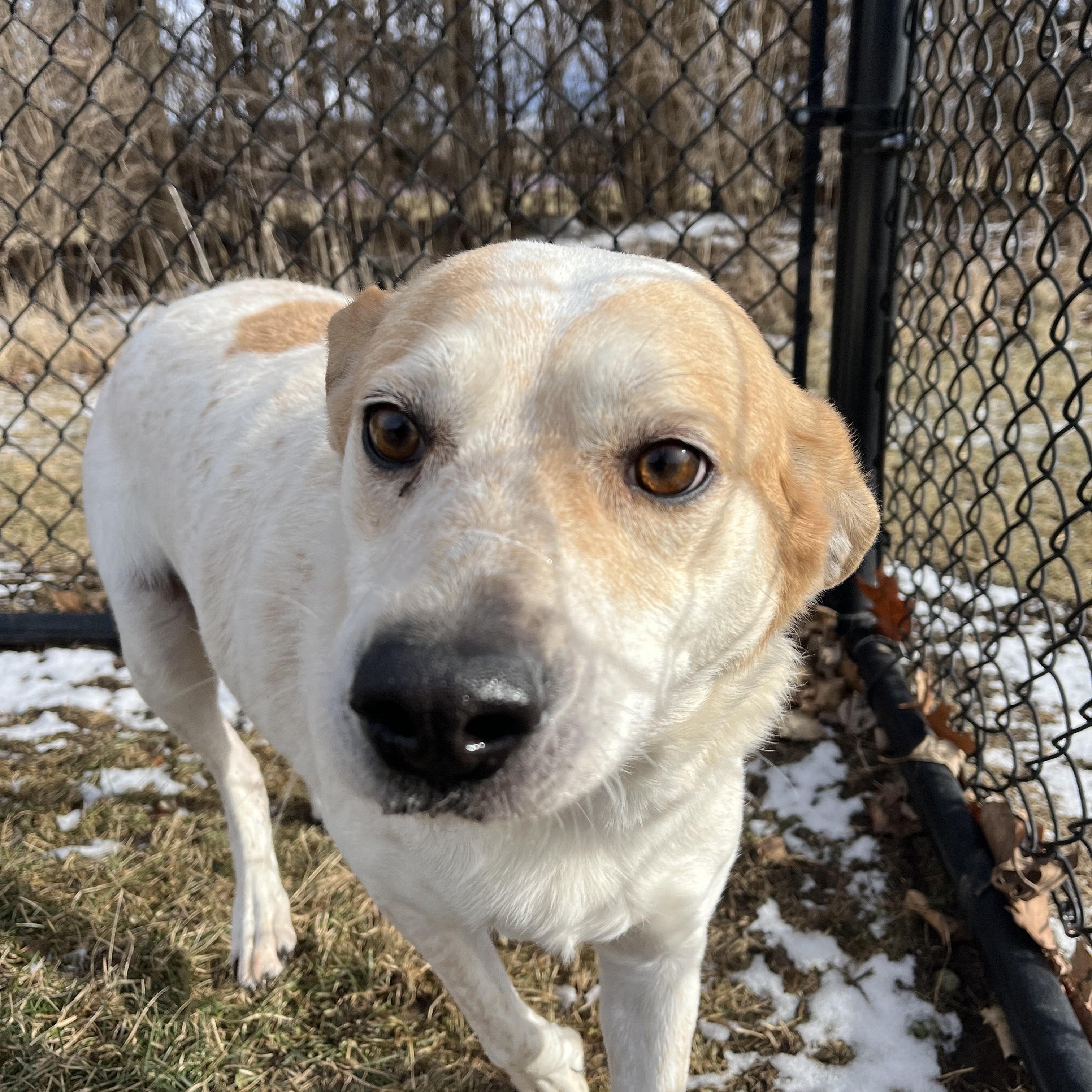 Sadie, Adoptable, Adult Female Australian Cattle Dog / Blue Heeler.