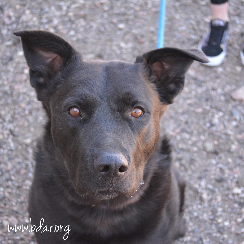 Ricky, a ADOPTABLE mixed breed in Fort Collins, CO image 4/4
