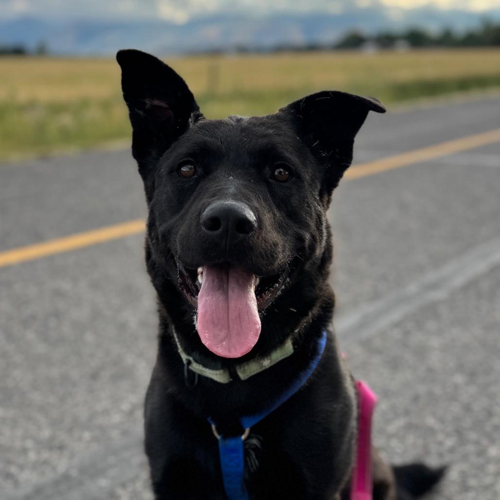 Ricky, a ADOPTABLE mixed breed in Fort Collins, CO image 1/4