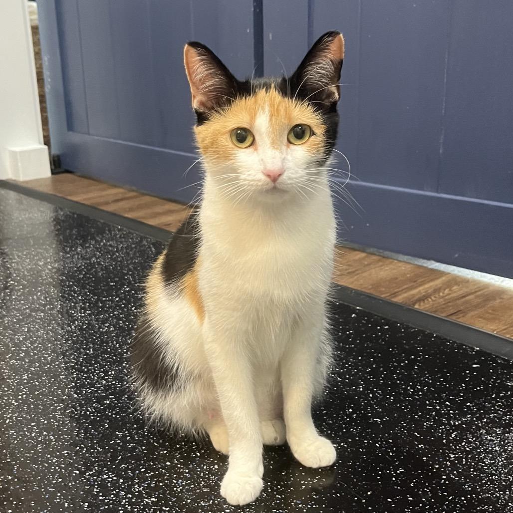 Enlarge Versace, a Adoptable Domestic Short Hair in Ferndale, MI image 1/5