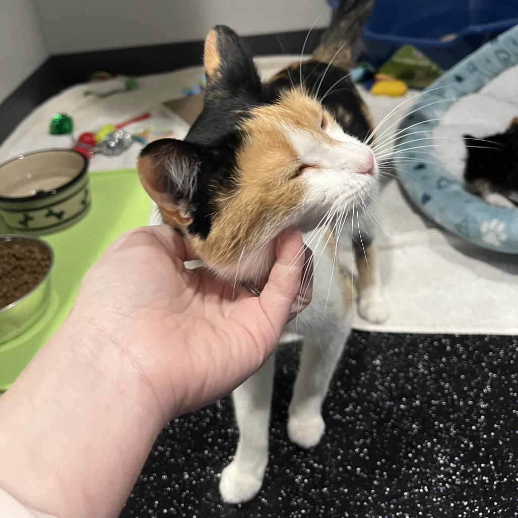 Enlarge Versace, a Adoptable Domestic Short Hair in Ferndale, MI image 2/5