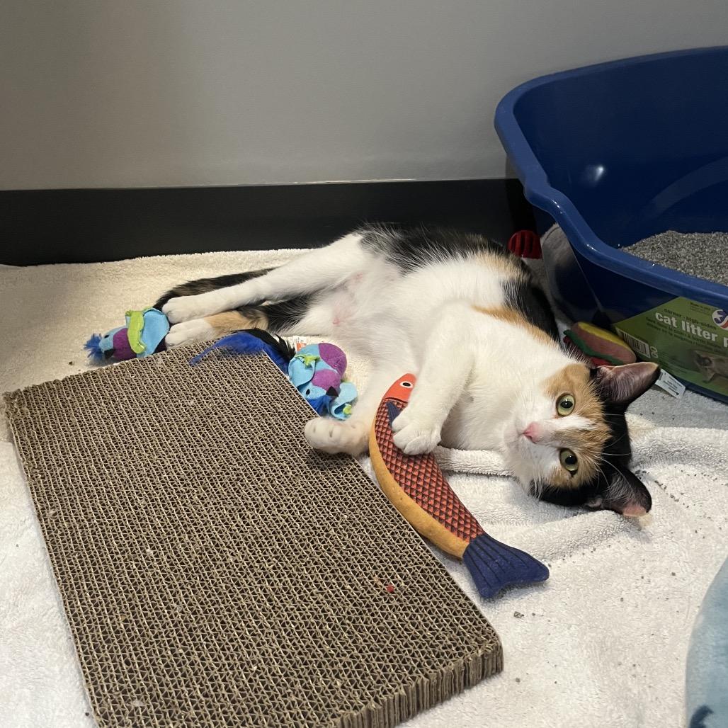 Enlarge Versace, a Adoptable Domestic Short Hair in Ferndale, MI image 3/5