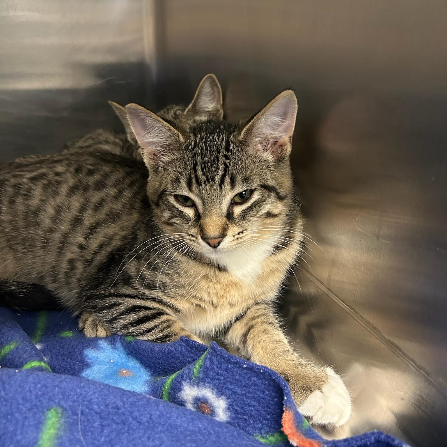 Boots, Adoptable, Kitten Male Domestic Short Hair.