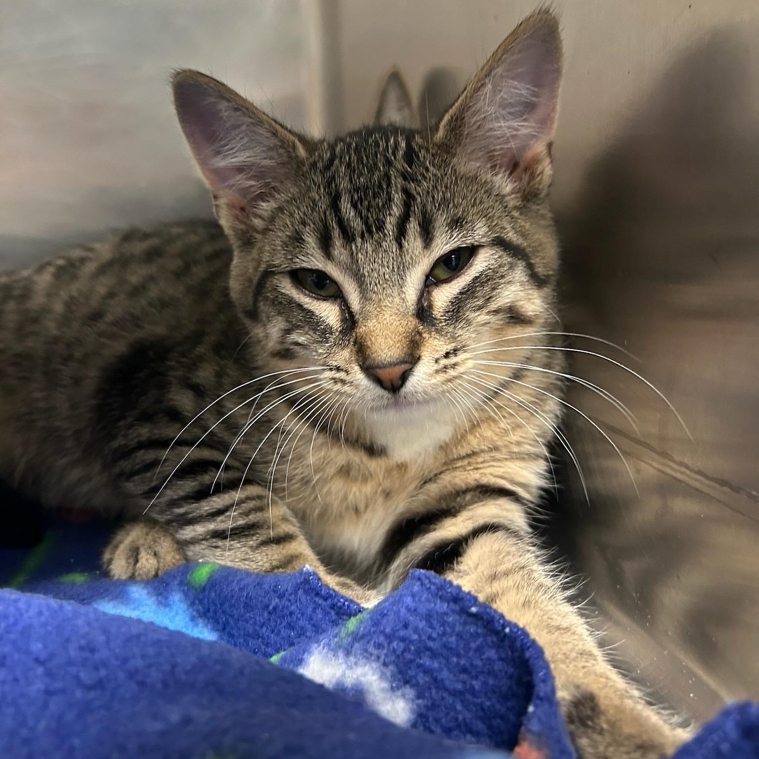 Boots, a Adoptable Domestic Short Hair in Kent, WA image 2/2