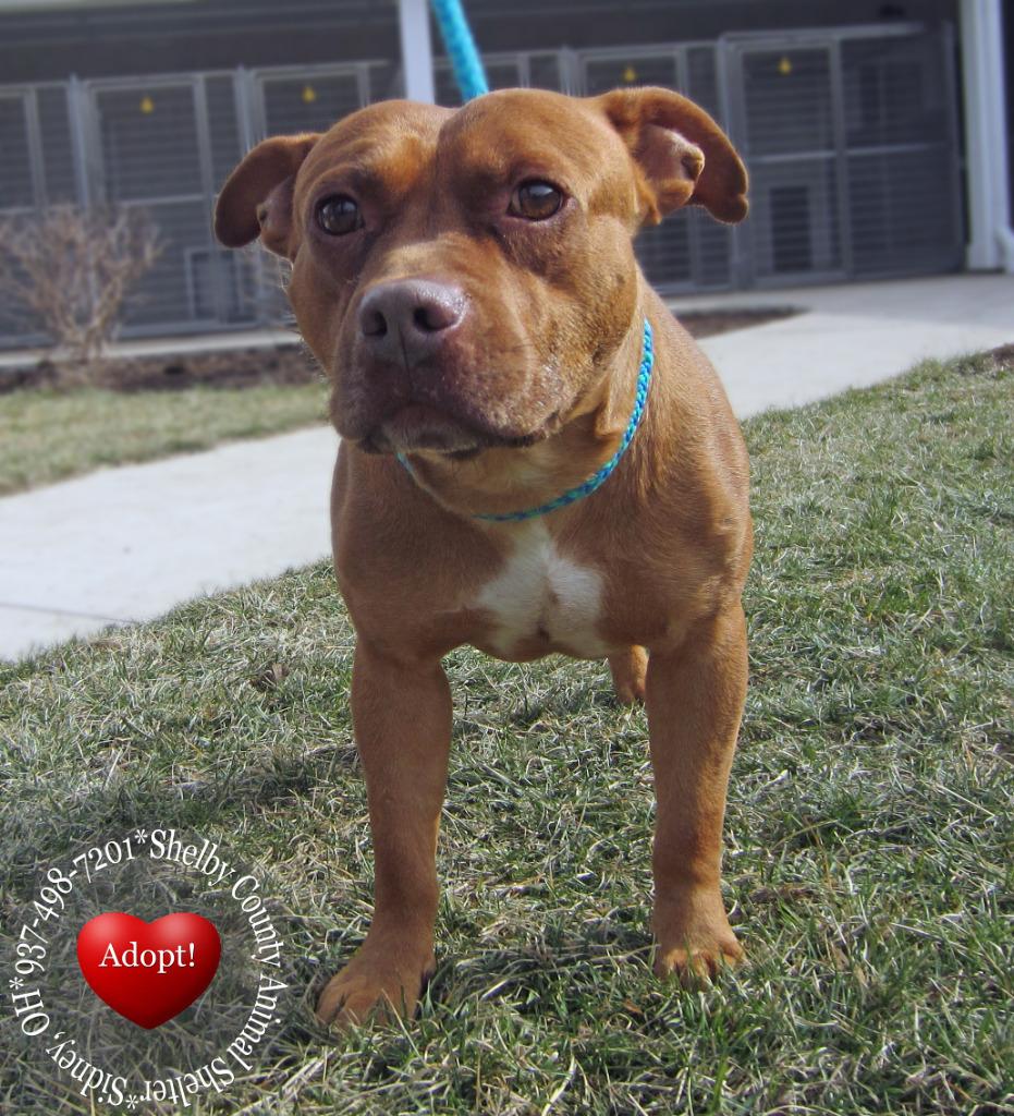 Enlarge Smalls Yrly 50, a Adoptable Pit Bull Terrier in Sidney, OH image 2/5