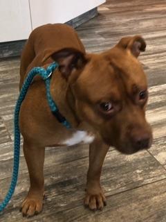 Enlarge Smalls Yrly 50, a Adoptable Pit Bull Terrier in Sidney, OH image 3/5