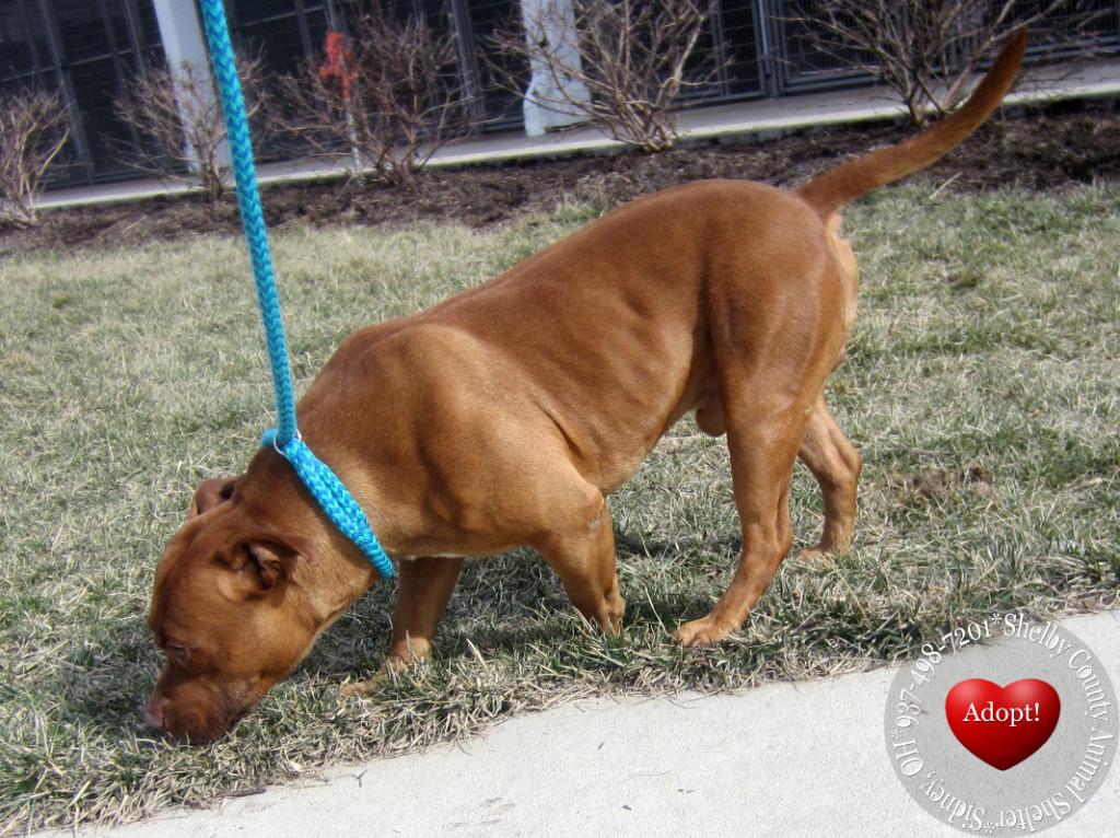 Enlarge Smalls Yrly 50, a Adoptable Pit Bull Terrier in Sidney, OH image 3/5