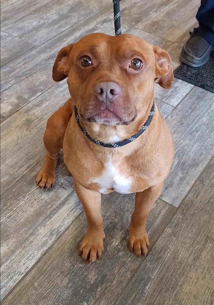 Enlarge Smalls Yrly 50, a Adoptable Pit Bull Terrier in Sidney, OH image 5/5