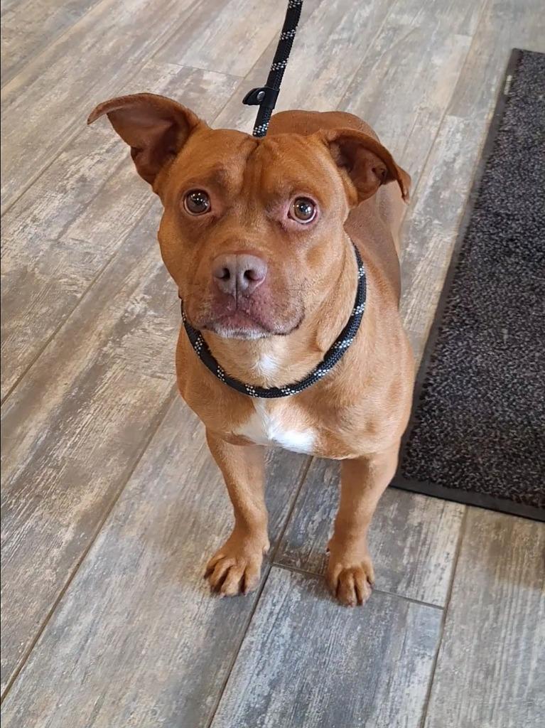 Enlarge Smalls Yrly 50, a Adoptable Pit Bull Terrier in Sidney, OH image 5/5