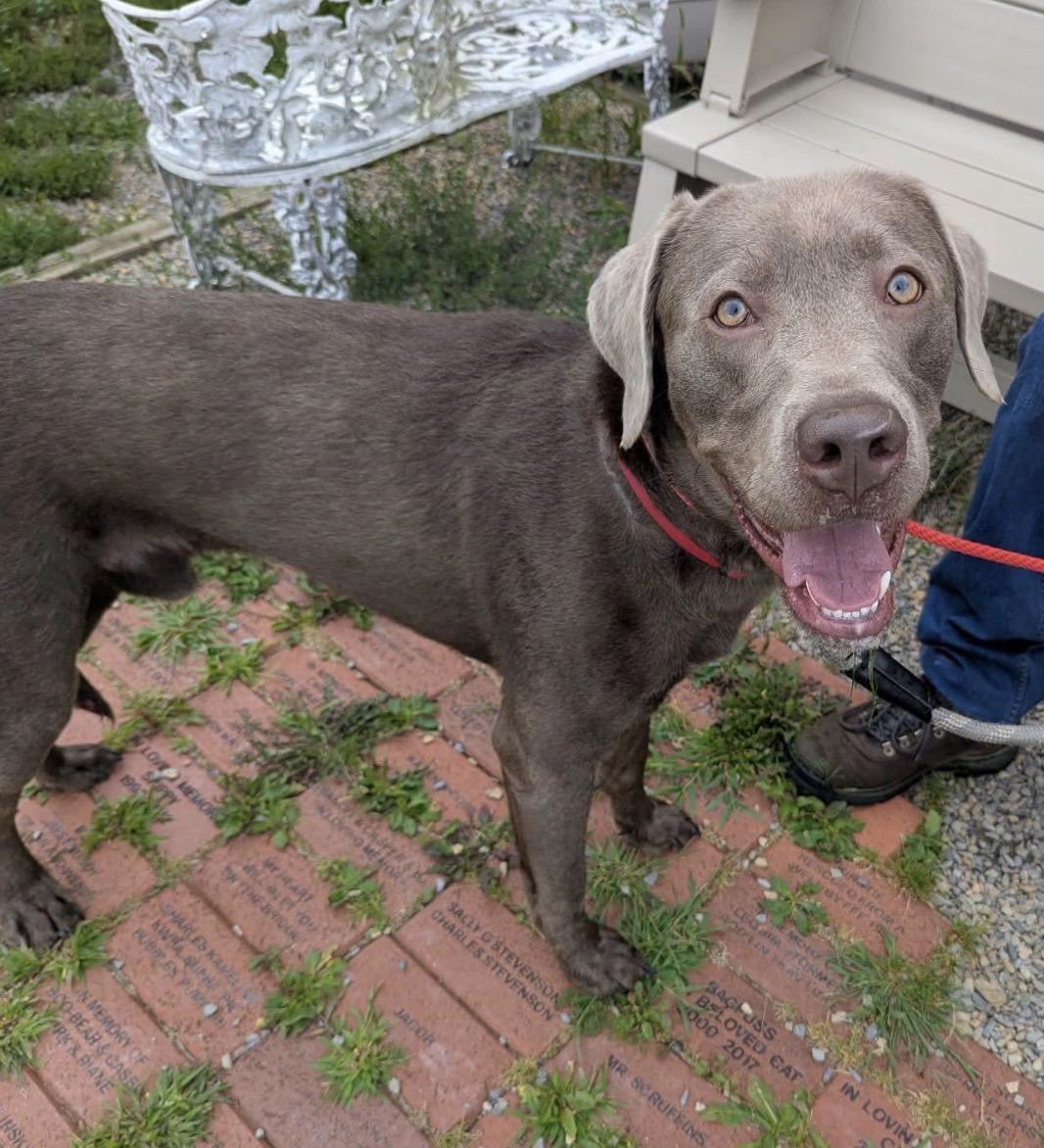 Mozzy, Adopted, Adult Male Labrador Retriever.