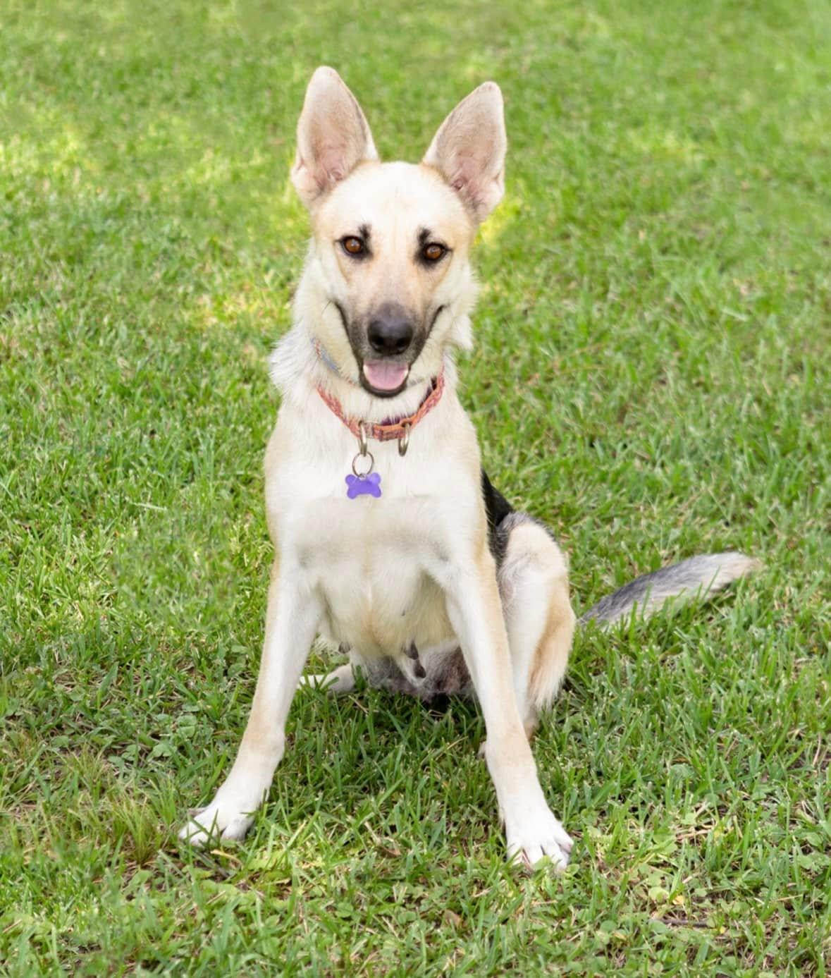 Angel, Adopted, Adult Female German Shepherd Dog.