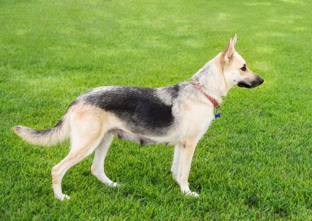 Angel, a Adopted German Shepherd Dog in Montgomery, AL image 2/3