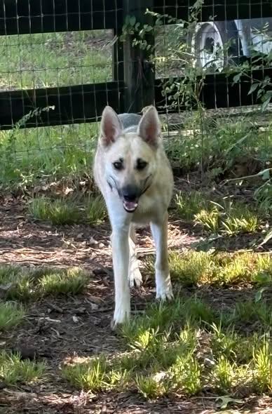 Angel, a Adopted German Shepherd Dog in Montgomery, AL image 3/3