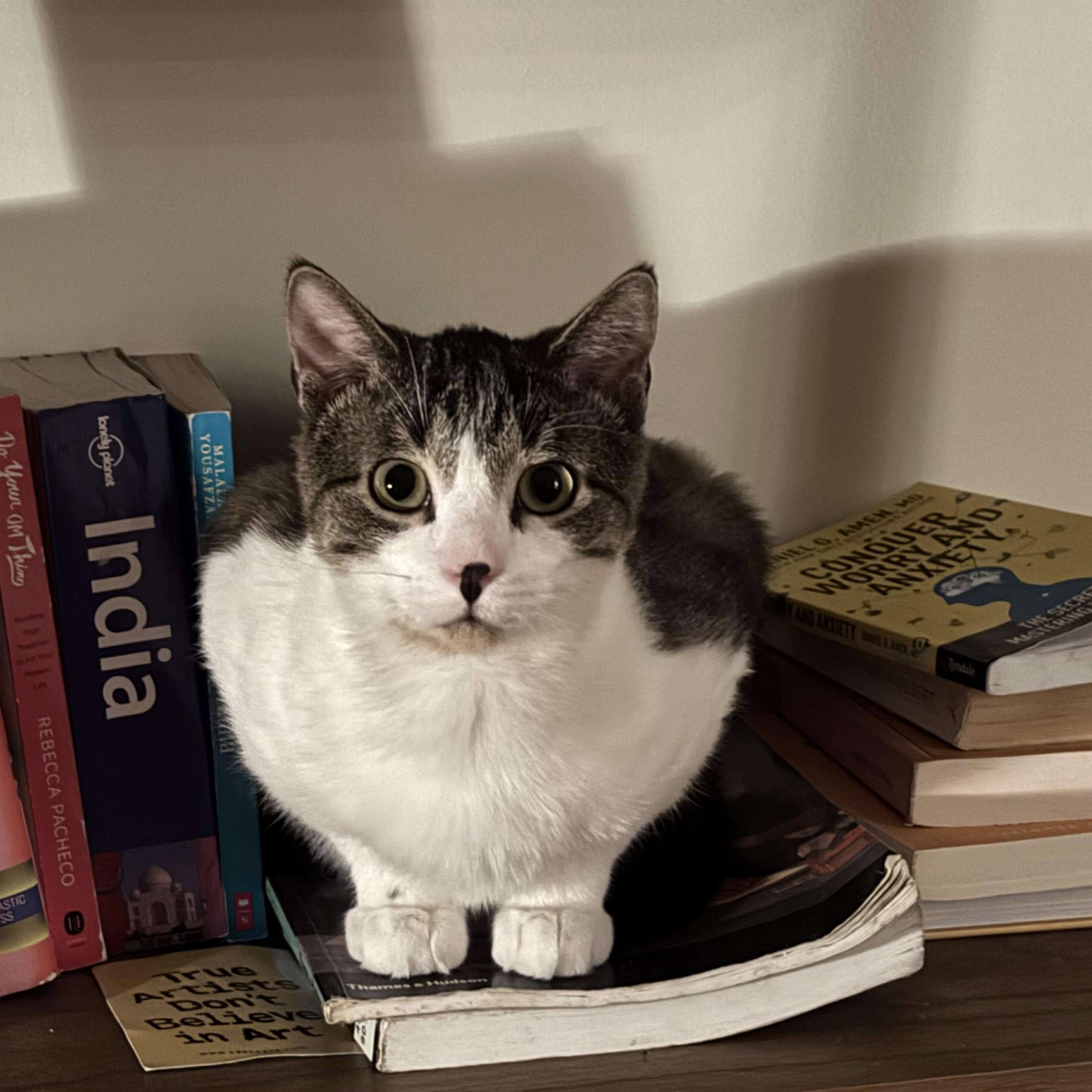 Post Malone (Posti), a Adoptable Domestic Short Hair in New York, NY image 1/3