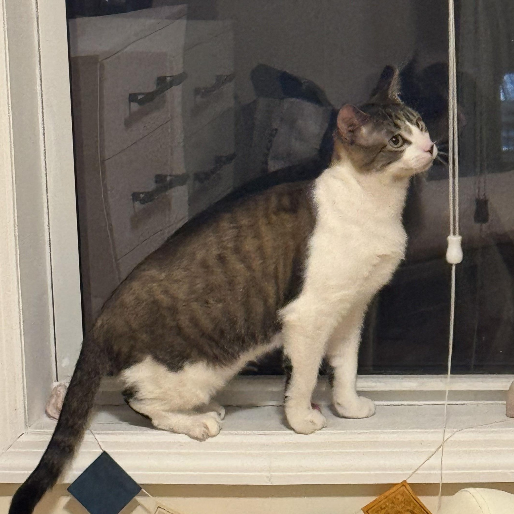 Post Malone (Posti), a Adoptable Domestic Short Hair in New York, NY image 2/3