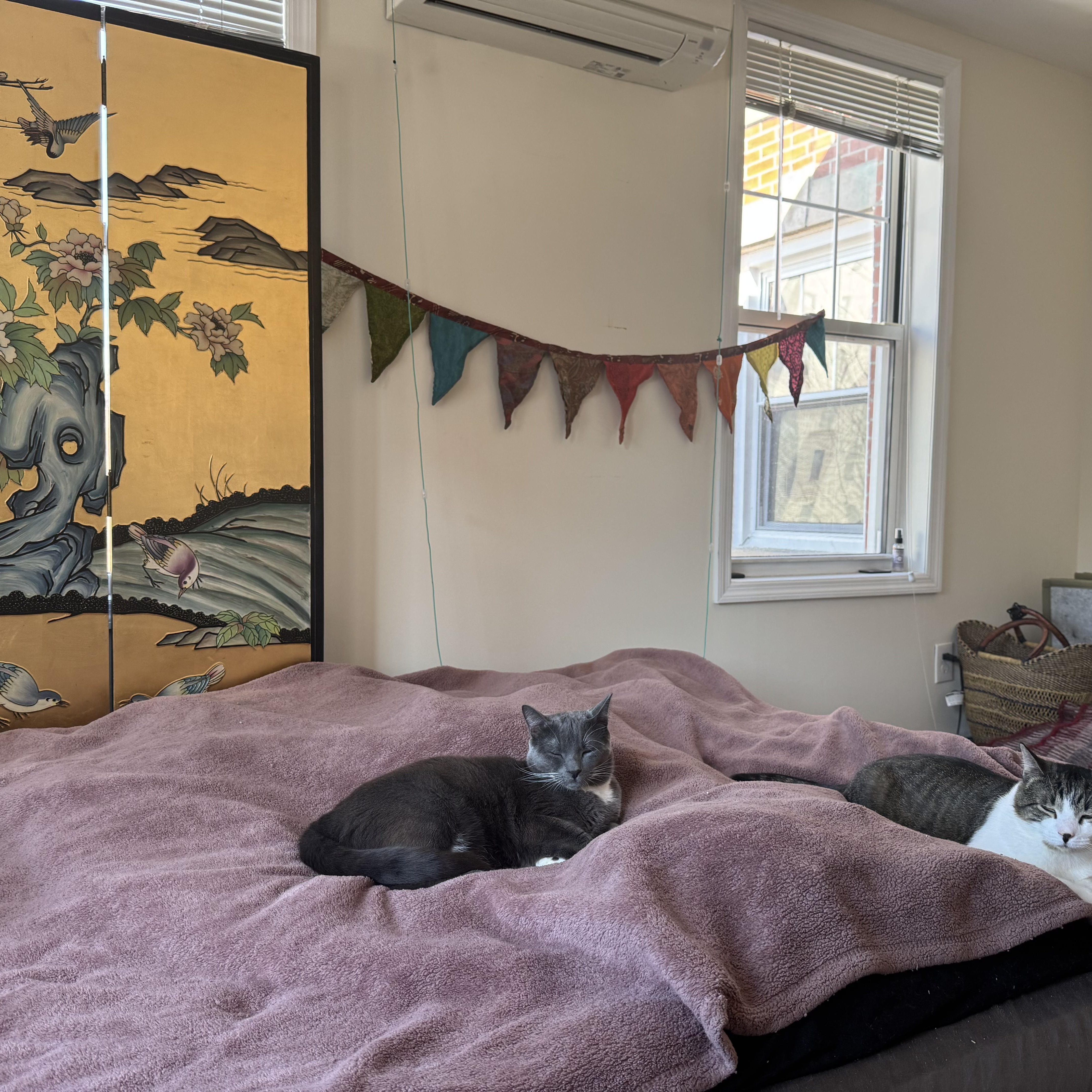 Post Malone (Posti), a Adoptable Domestic Short Hair in New York, NY image 3/3