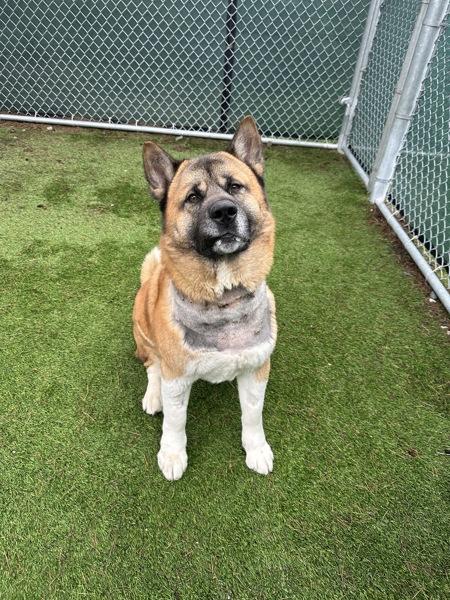 Enlarge Duke, a Adoptable mixed breed in Richmond, BC image 1/2
