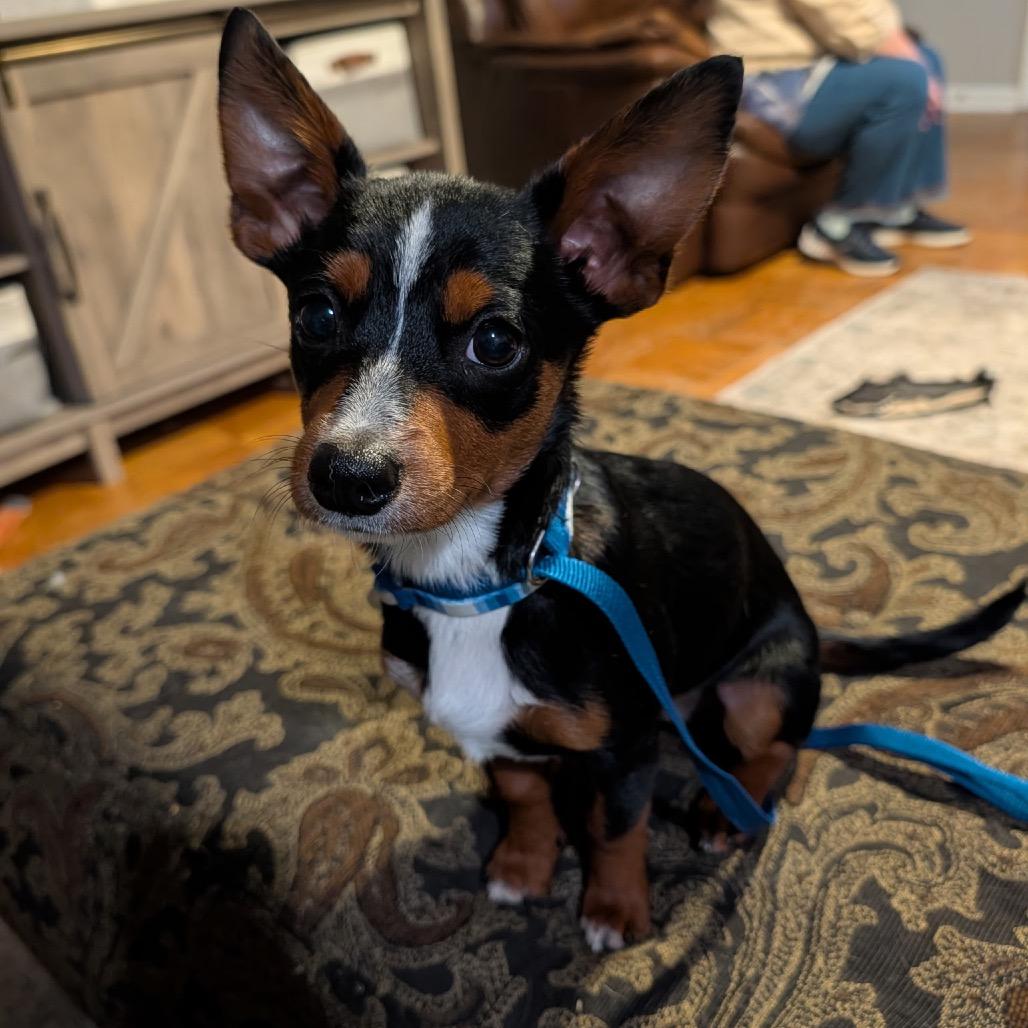 Oggy C-34406, Adoptable, Puppy Male Australian Shepherd & Chihuahua.