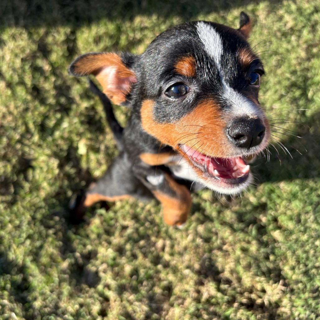 Oggy C-34406, a Adoptable mixed breed in Oklahoma City, OK image 2/6