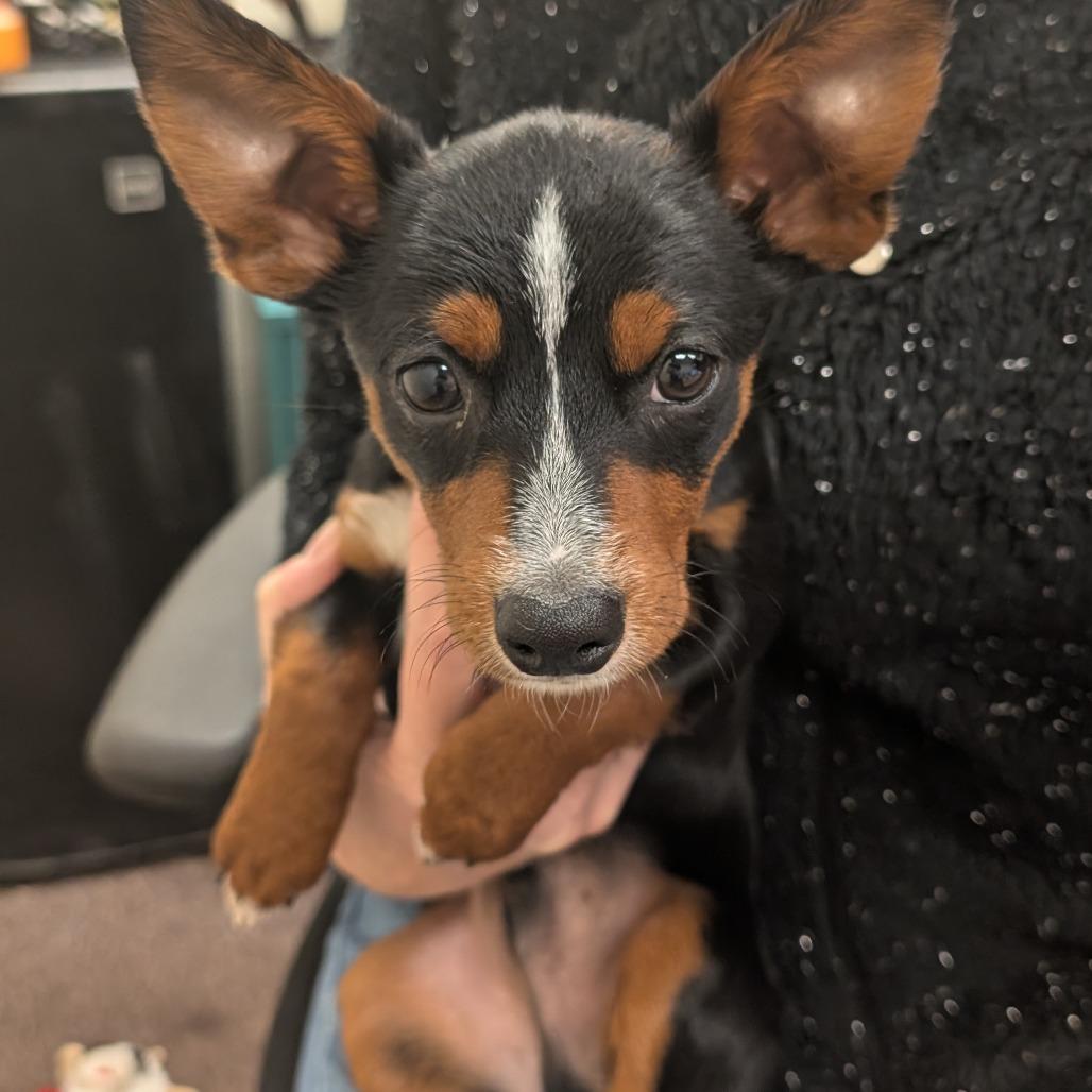Oggy C-34406, a Adoptable mixed breed in Oklahoma City, OK image 4/6