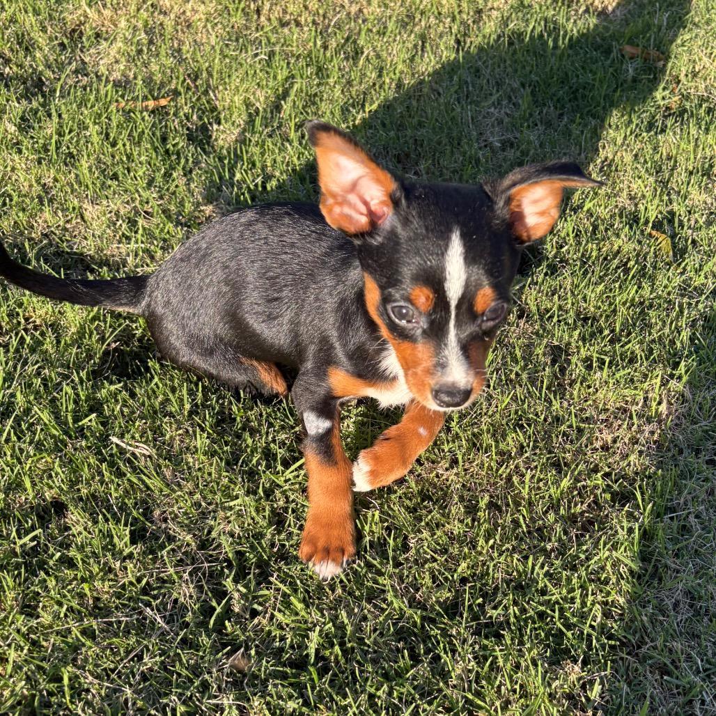 Oggy C-34406, a Adoptable mixed breed in Oklahoma City, OK image 5/6
