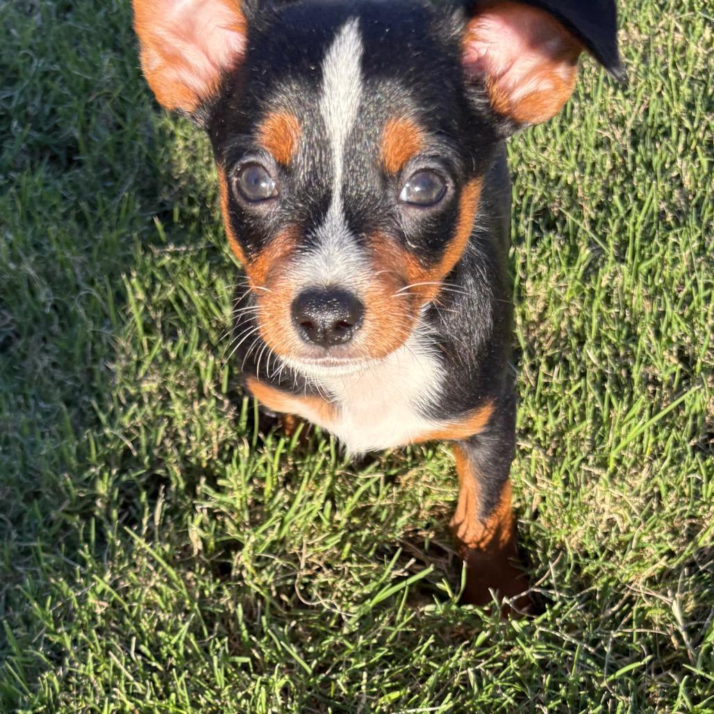 Oggy C-34406, a Adoptable mixed breed in Oklahoma City, OK image 6/6