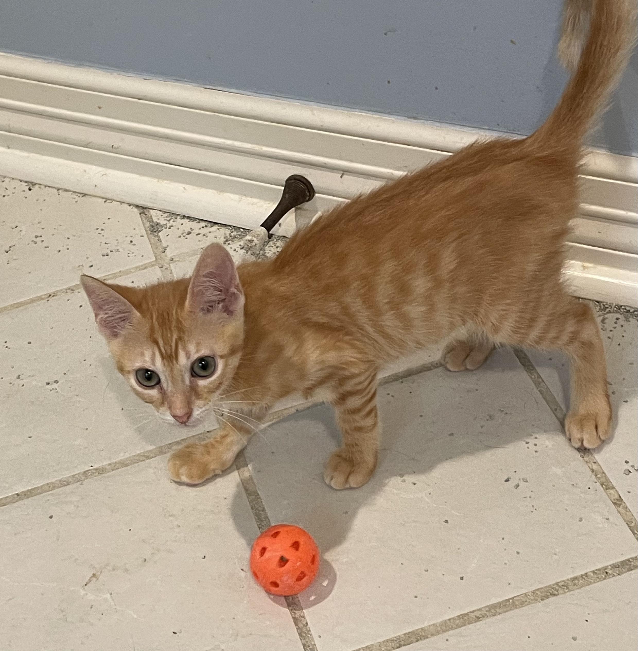 Salsa-Portofino PetSmart photo 2