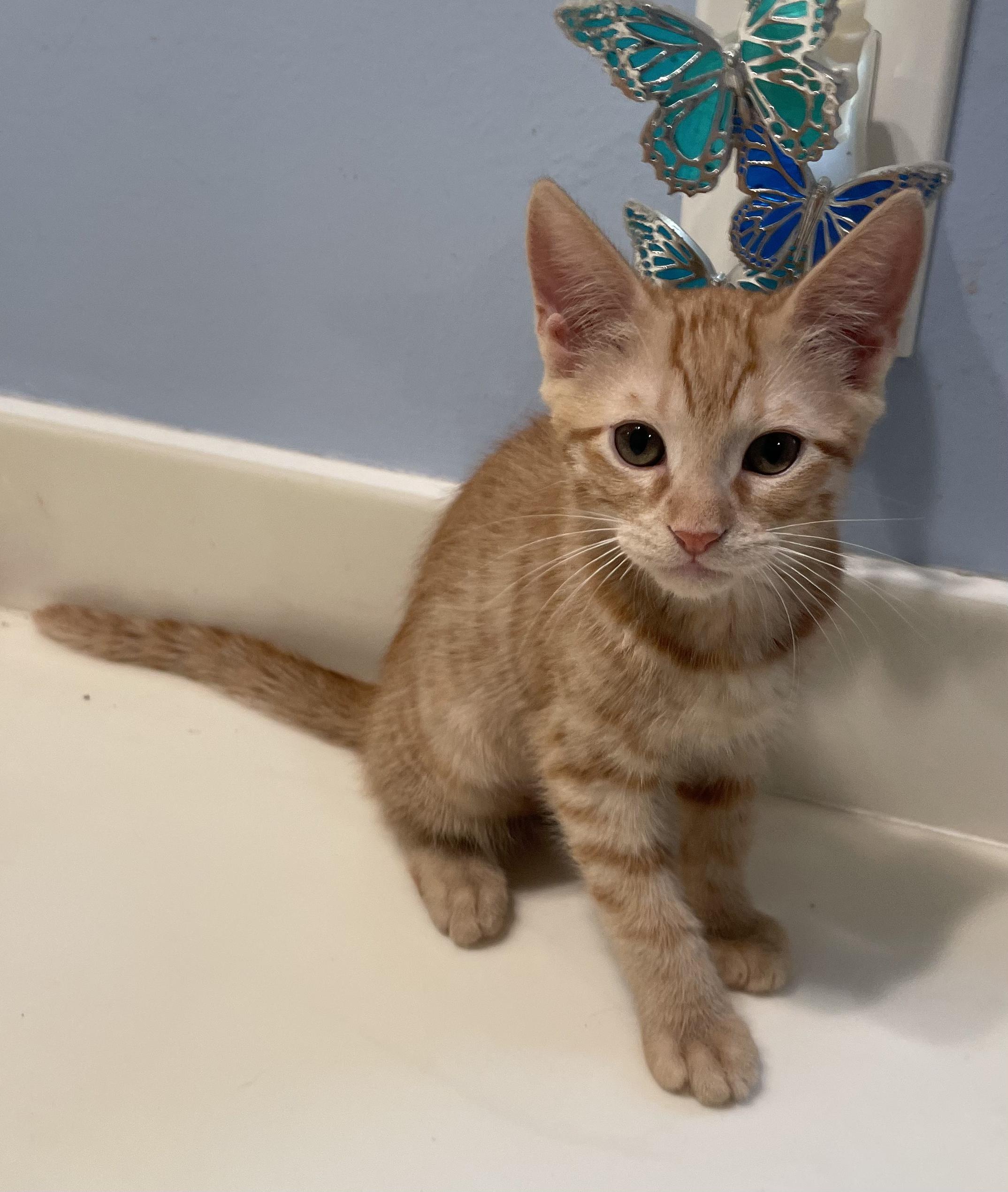 Salsa-Portofino PetSmart photo 3