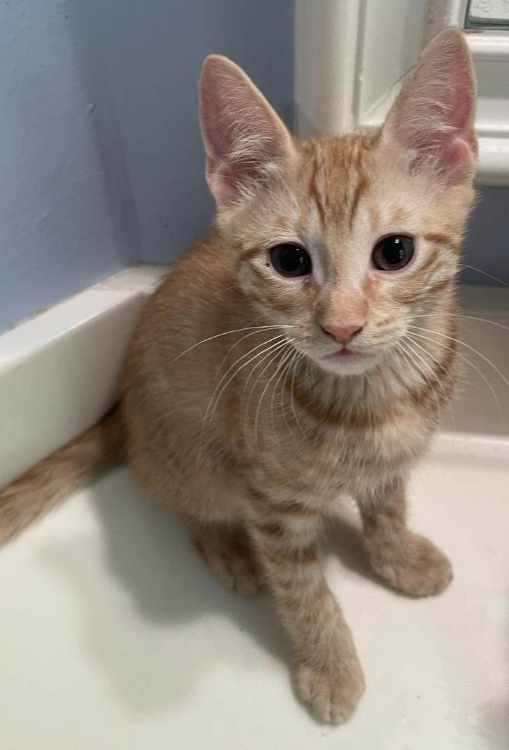 Salsa-Portofino PetSmart, Baby Female Domestic Short Hair
