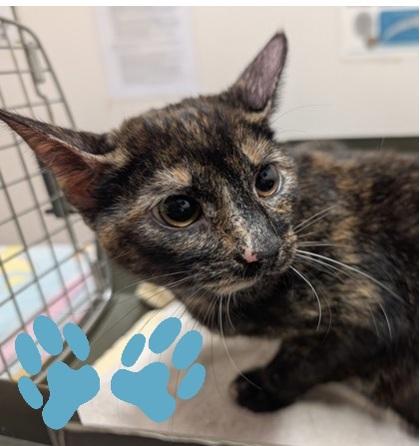 Francisca, a Adoptable mixed breed in Sacramento, CA image 1/2