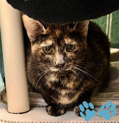 Francisca, a Adoptable mixed breed in Sacramento, CA image 2/2