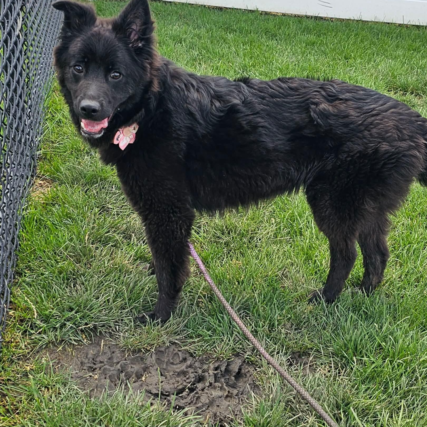Mixy, a ADOPTABLE mixed breed in Minooka, IL image 4/6