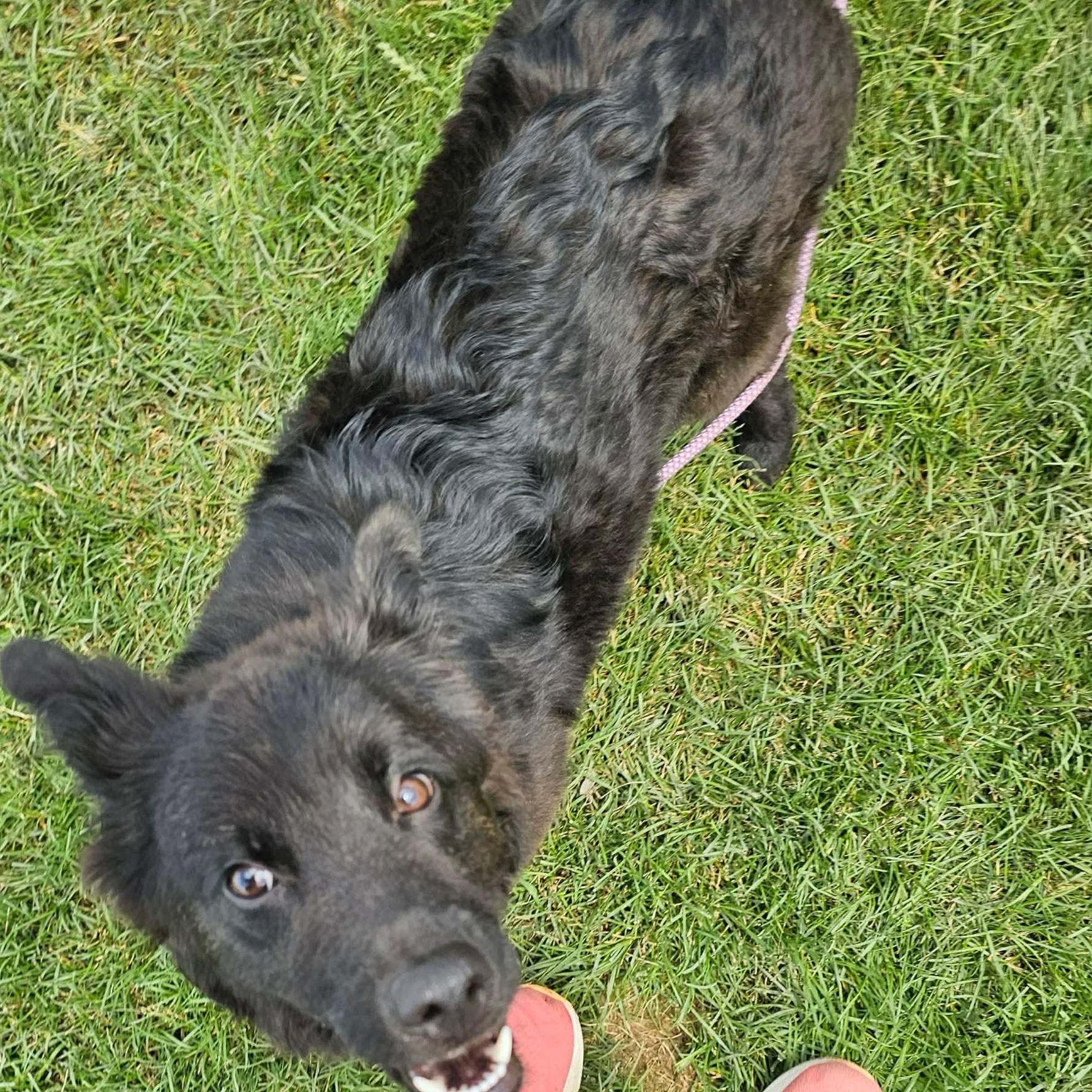 Mixy, ADOPTABLE, Puppy Female Australian Shepherd.