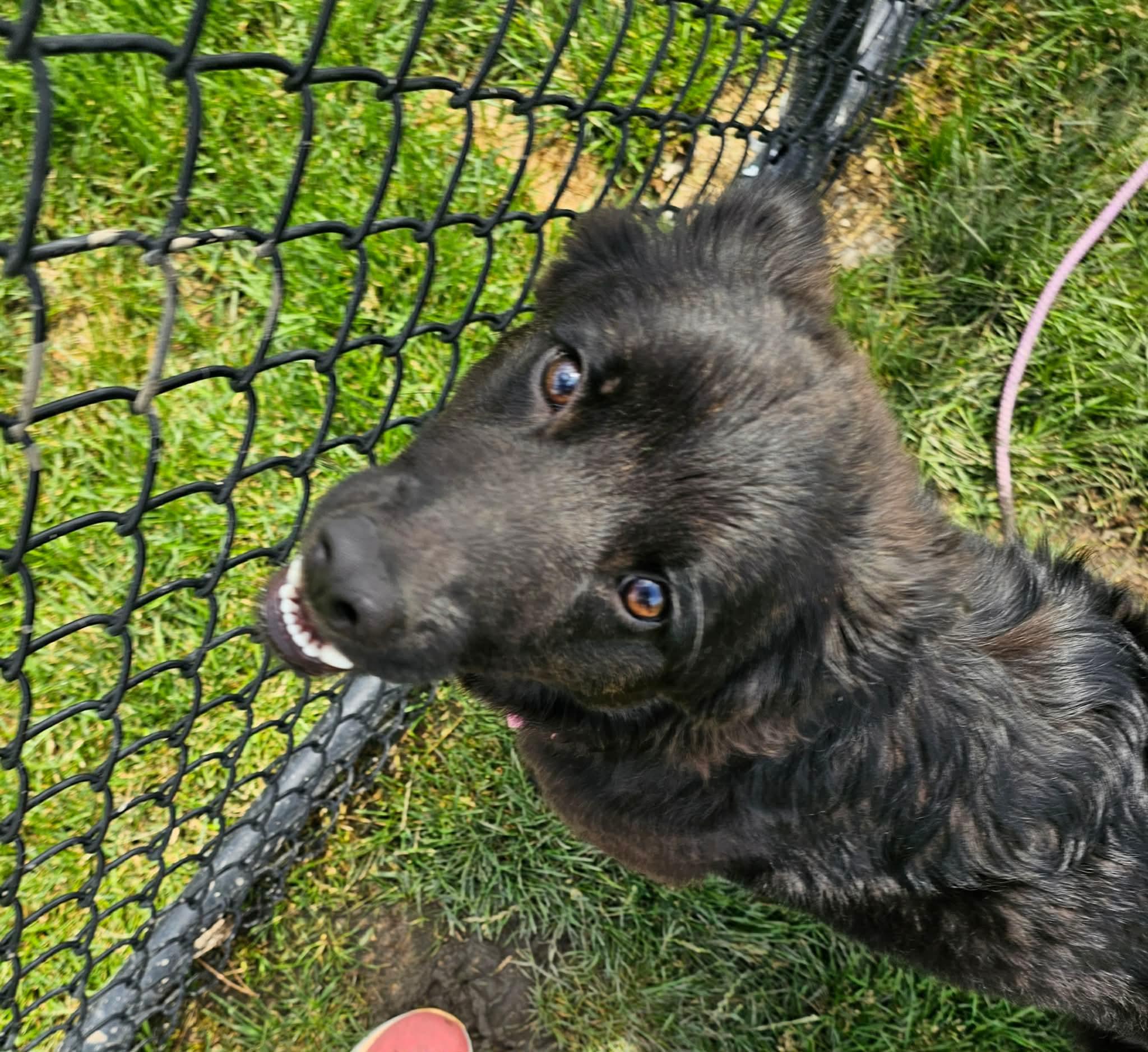 Mixy, a ADOPTABLE mixed breed in Minooka, IL image 3/6